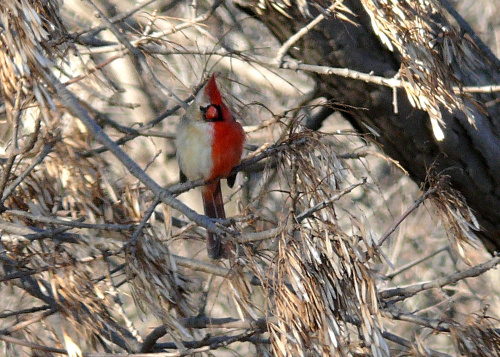 A Gynandromorph Cardinal