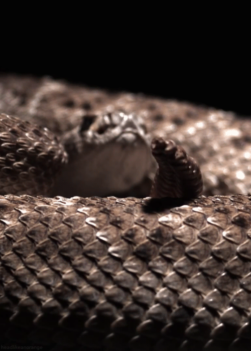 Slow motion rattlesnake tail rattle