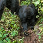 Gorilla Youngsters Dismantle Poachers' Traps