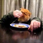 Civilized cat eats fish with hands while enjoying Jay-Z