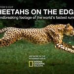 Cheetahs at 1200 fps