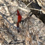 A Gynandromorph Cardinal (half-male, half-female)