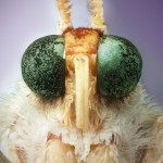 Insect Portraits