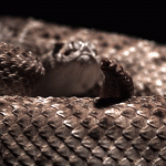 Slow Motion Rattling- Western Diamondback Rattlesnake