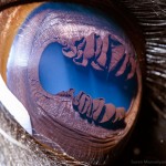 Close Ups of Animal Eyes