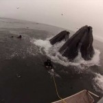 Whales Almost (Accidentally) Eat Divers