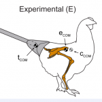 Chickens: Now with Artificial Dinosaur Tails