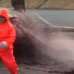 Dead Whale Explodes [gross]